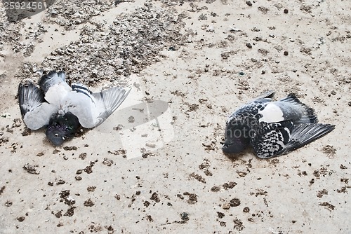 Image of dead pigeons on the ground