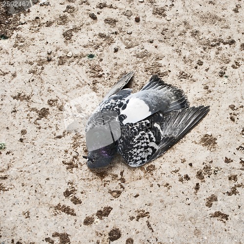 Image of dead pigeon