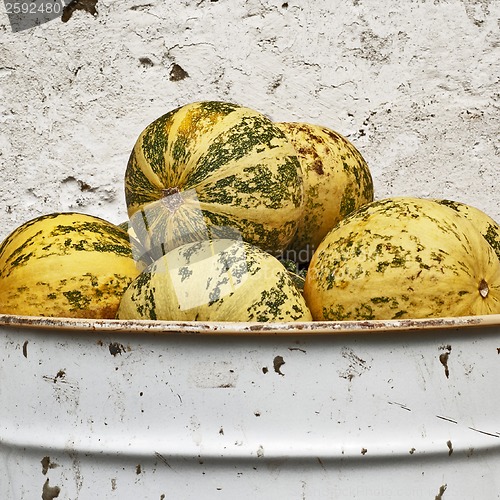 Image of pumpkins in the bucket