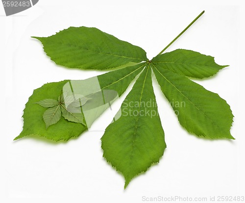 Image of Two chestnut Leaf