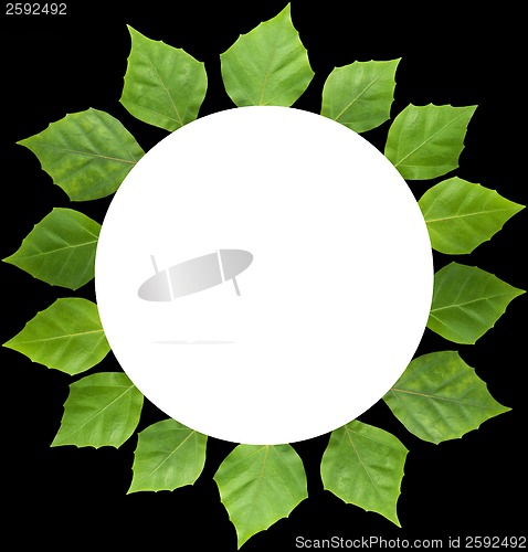 Image of circle frame of leaf