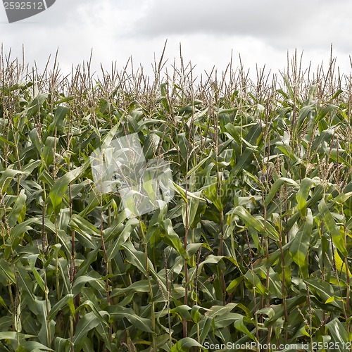 Image of green field of corn