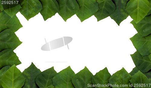 Image of frame of rhoicissus rhomboidea leaf