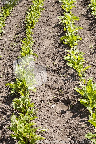 Image of young beetroots