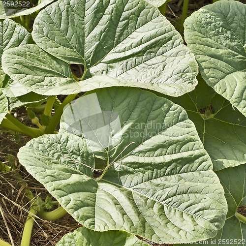 Image of Pumpkin leaf background