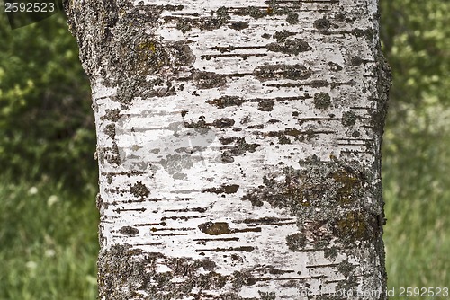 Image of Birch bark background