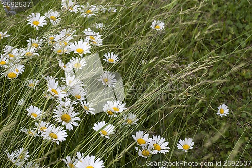 Image of Field of daisies