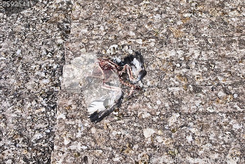 Image of dead pigeon