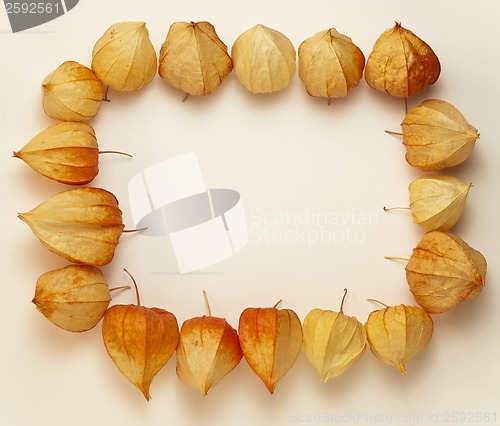 Image of frame of Physalis