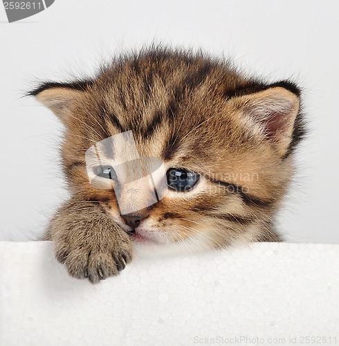 Image of small kitten