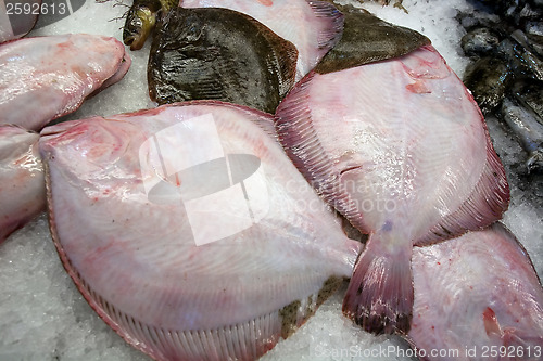 Image of fresh raw flatfishes