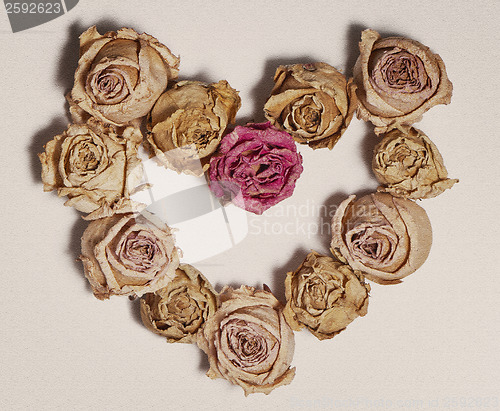 Image of Dried roses 