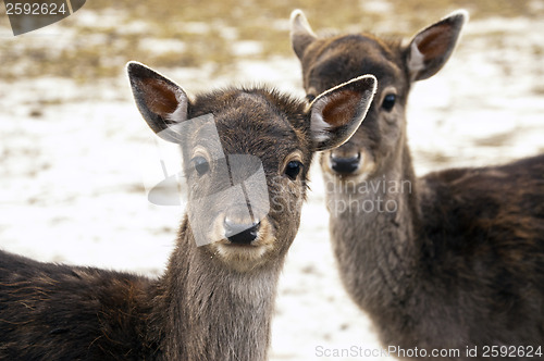 Image of Fallow deer