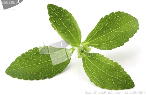 Image of Stevia