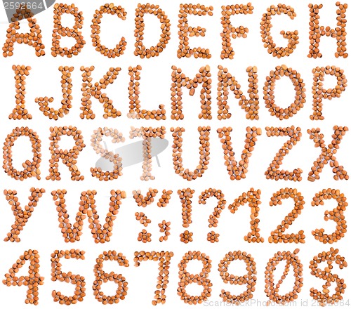 Image of Hazelnut Alphabet Cutout