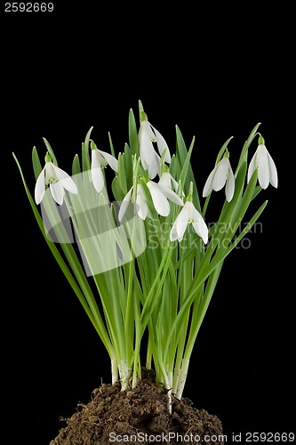 Image of Snowdrop flowers Cut Out