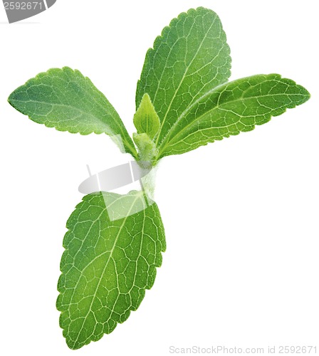 Image of Stevia rebaudiana plant