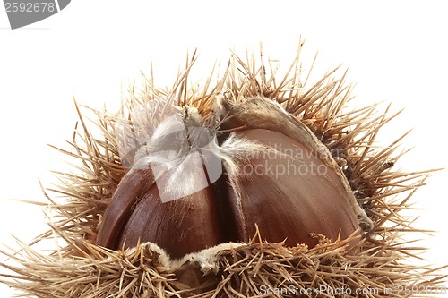 Image of Spiny Chestnut Cutout