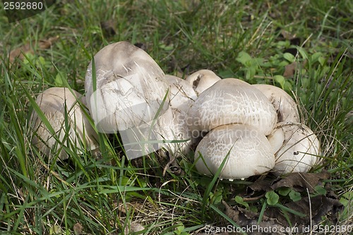 Image of Horse Mushrooms