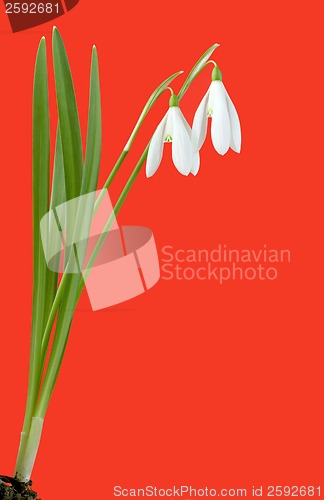 Image of Snowdrops