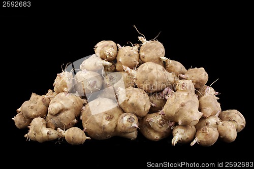 Image of Sunroots, Helianthus tuberosus