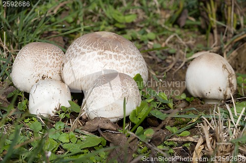 Image of Meadow Mushroom