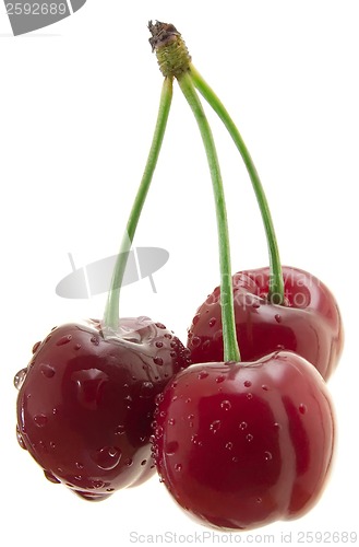 Image of Three sweet cherry cutout