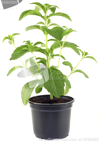 Image of Stevia Rebaudiana Plant CutOut