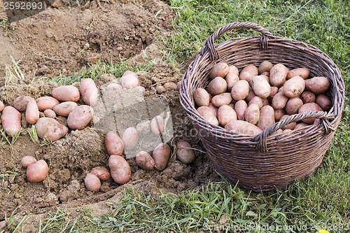 Image of Fresh potato