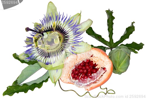 Image of Passion fruit cutout