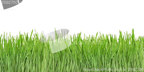 Image of Grass