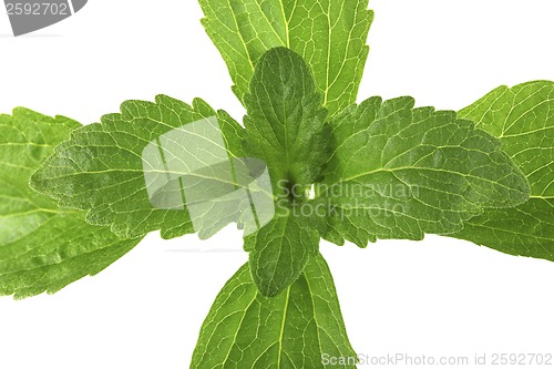 Image of Stevia Plant from Top Cutout