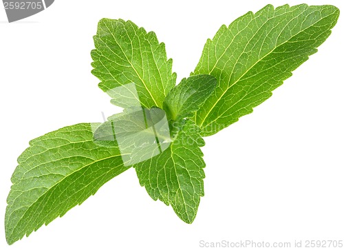 Image of Stevia Rebaudiana, Sugar Substitute Cutout