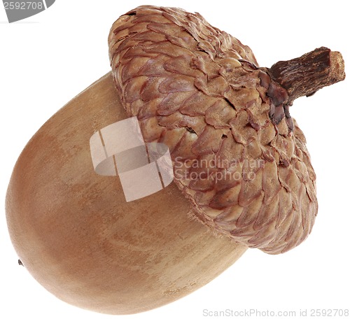 Image of One Acorn Cutout