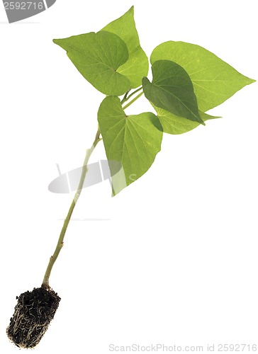 Image of Ipomoea Batatas Cutout