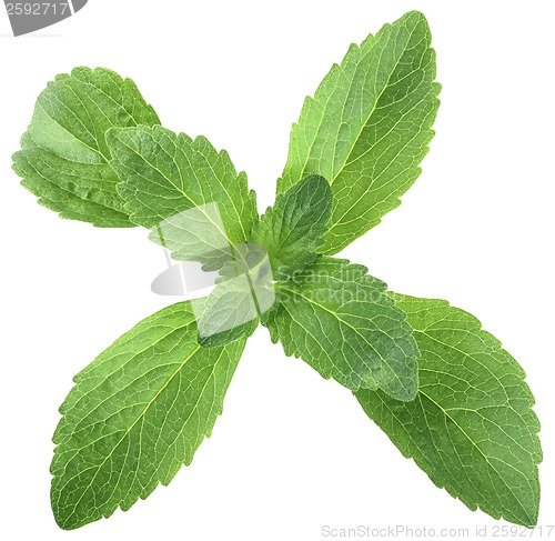 Image of Stevia Leafs Cut Out