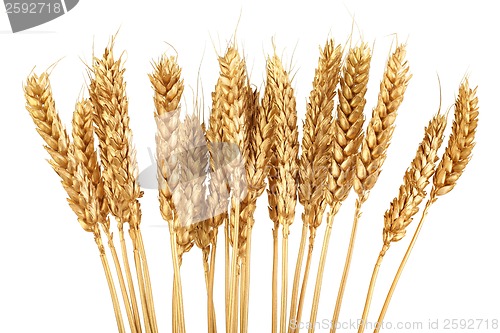 Image of Golden Grain
