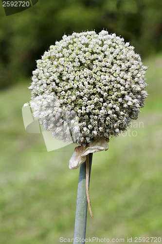 Image of Garlic Seed