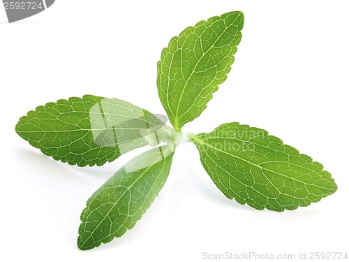 Image of Stevia Plant