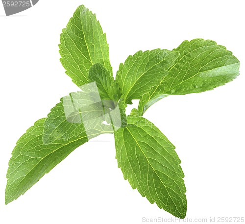 Image of Stevia Rebaudiana Leafs Cut Out