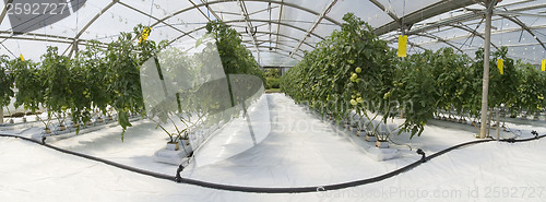 Image of Inside the greenhouse