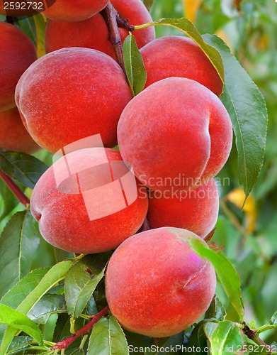 Image of Peach Branch