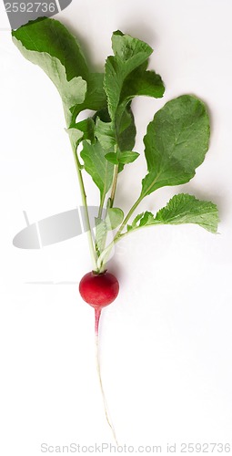 Image of Red Radish