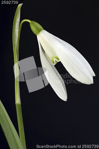 Image of Snowdrop flower