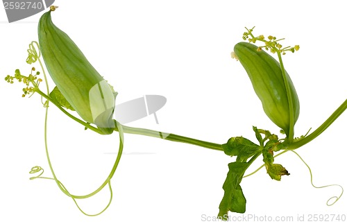 Image of Wild Cucumber, manroot