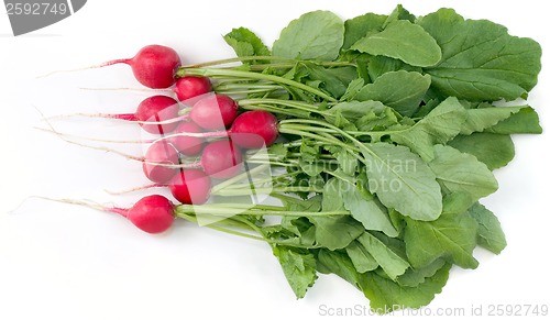 Image of Radish