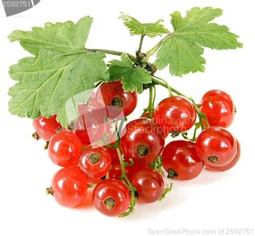 Image of Red currant