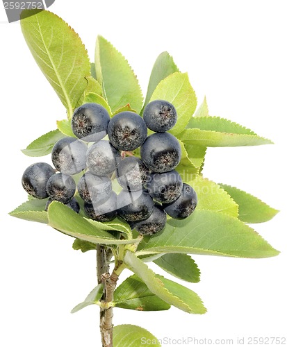 Image of Aronia cutout