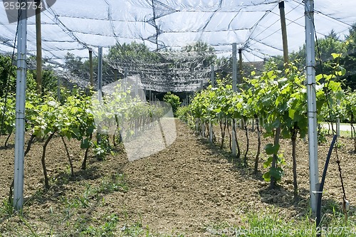 Image of Vineyard Net