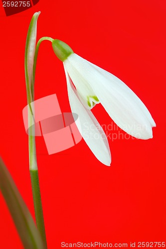 Image of Snowdrop flower